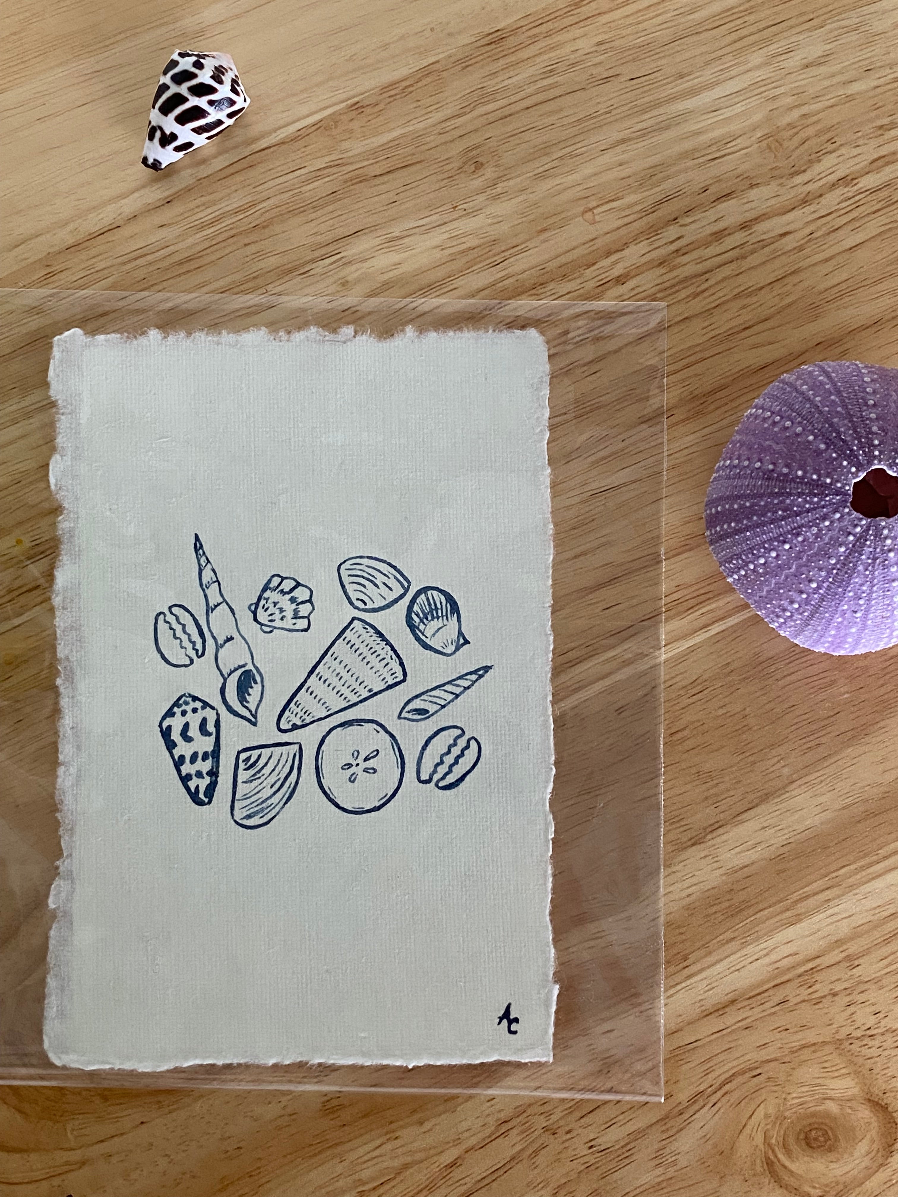 shell collection