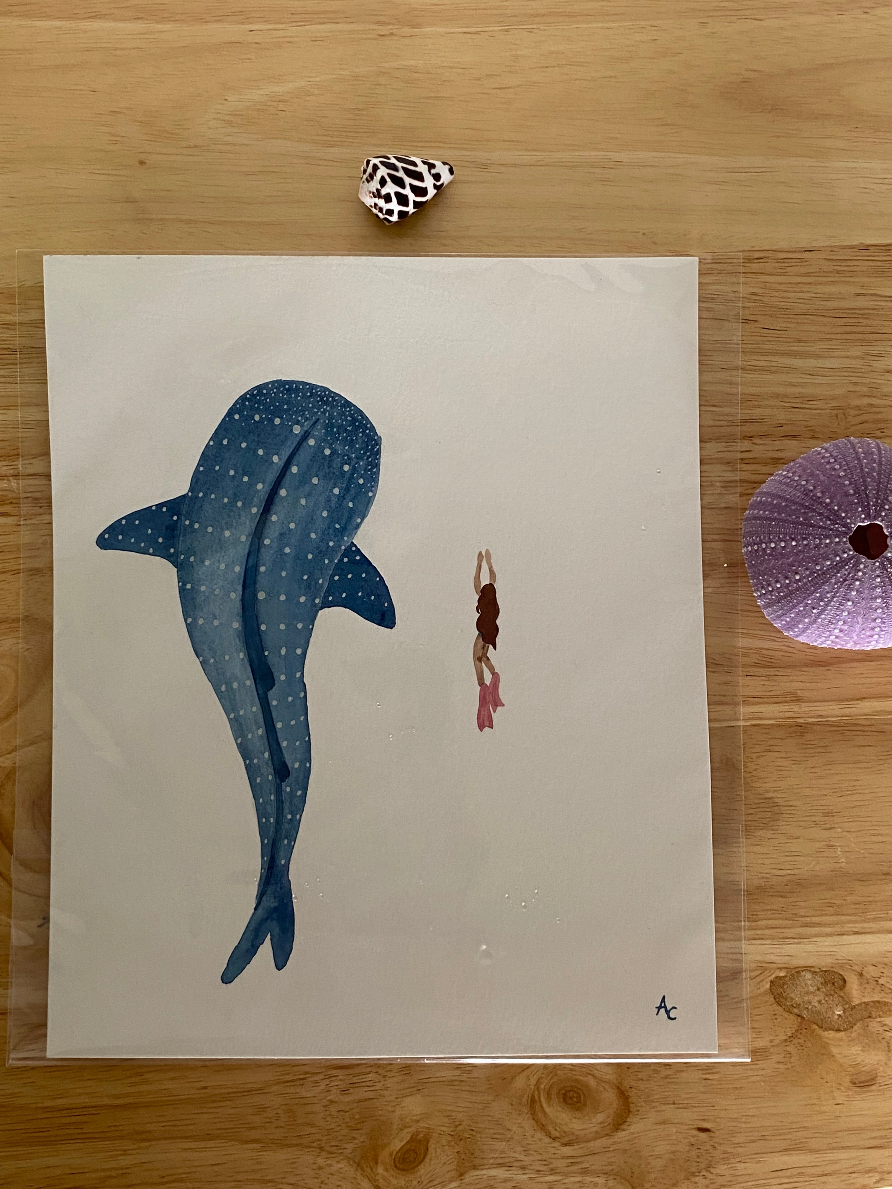 whale shark & diver