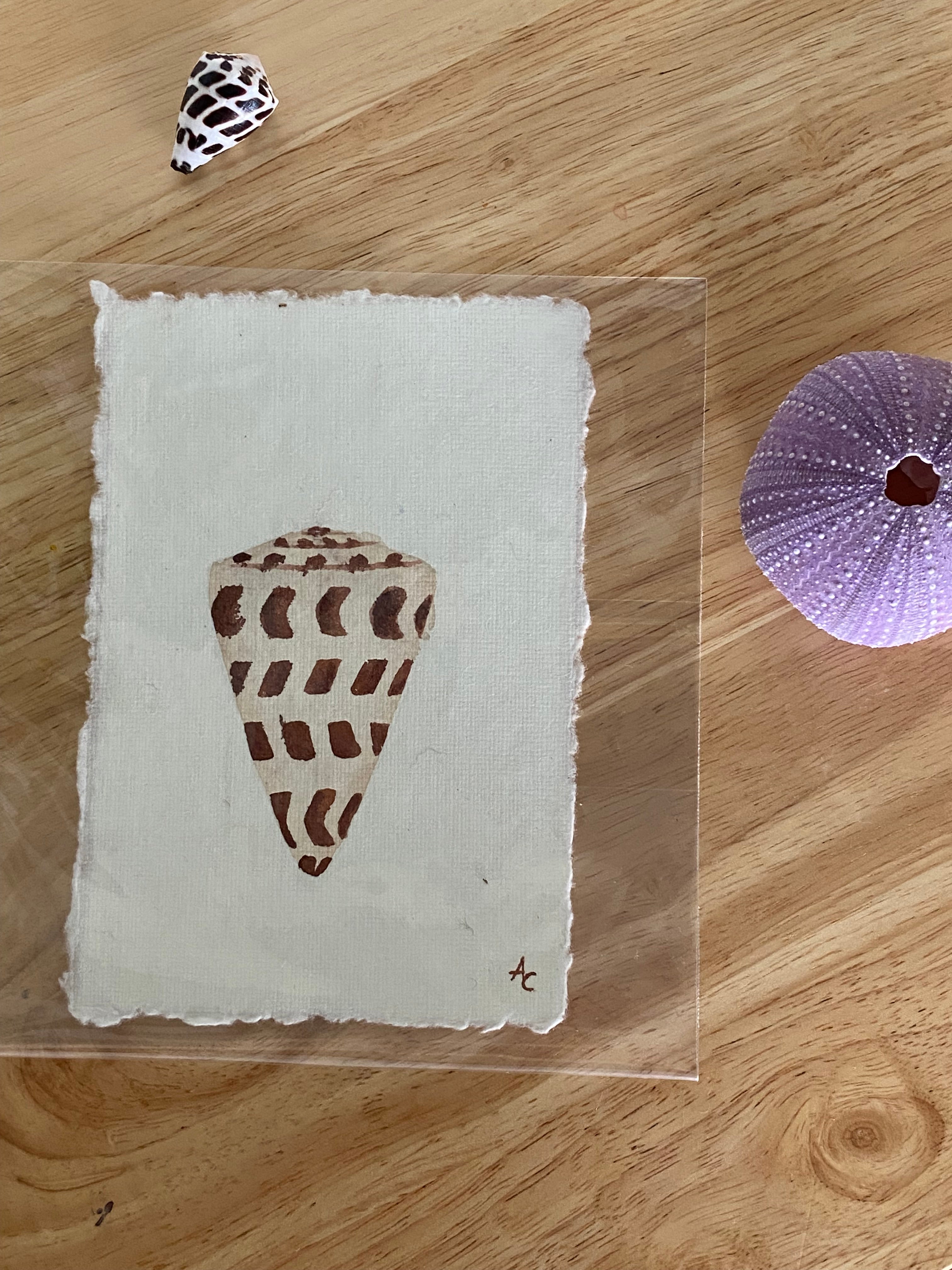 Hebrew cone shell