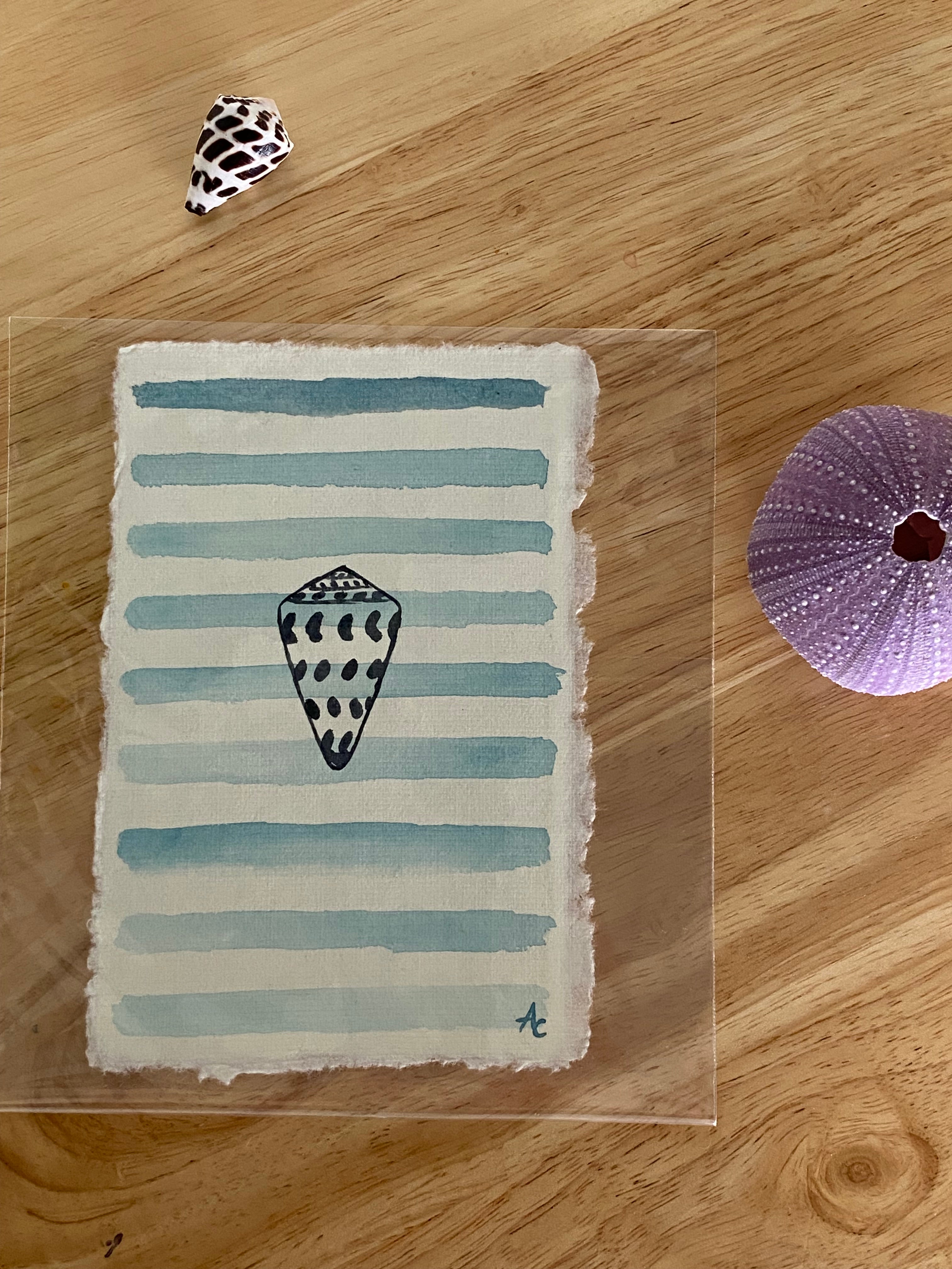 nautical Hebrew cone shell